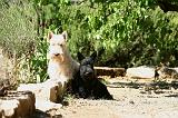 SCOTTISH TERRIER 252